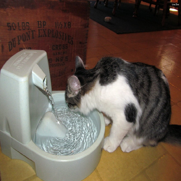 best quiet cat water fountain